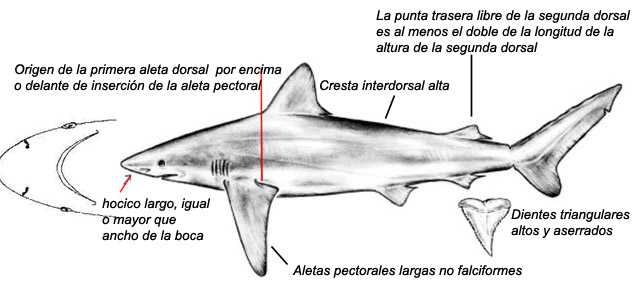 Carcharhinus altimus _01.jpg